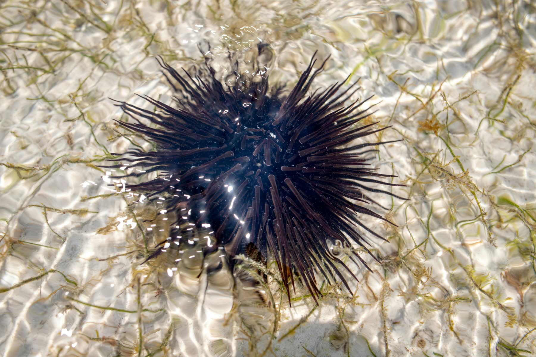 A sea urchin resting in sunlit shallows over pale sand and seagrass.